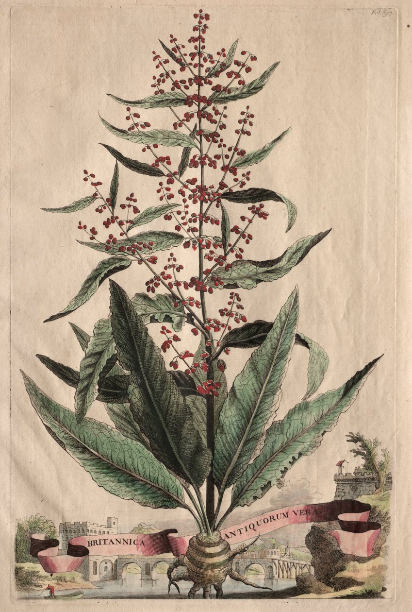 Phytographia Curiosa : Britannica Antiquorum Vera - Abraham Munting