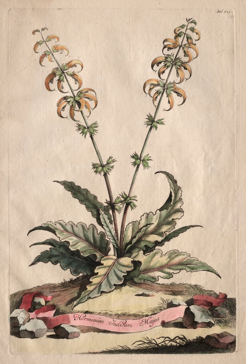 Phytographia Curiosa : Horminum Indicum Majus - Abraham Munting