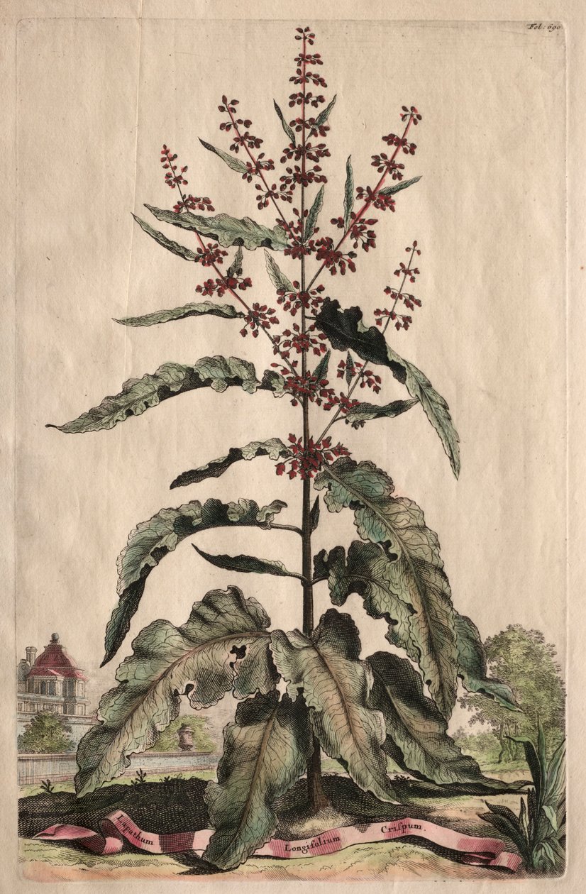 Phytographia Curiosa : Lapathum Longifolium Crispum - Abraham Munting