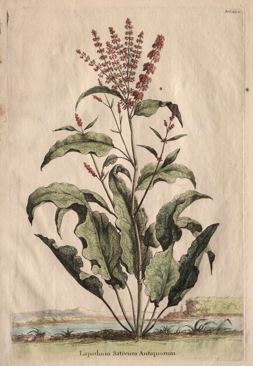 Phytographia Curiosa: Lapathum Sativum Antiquorum - Abraham Munting