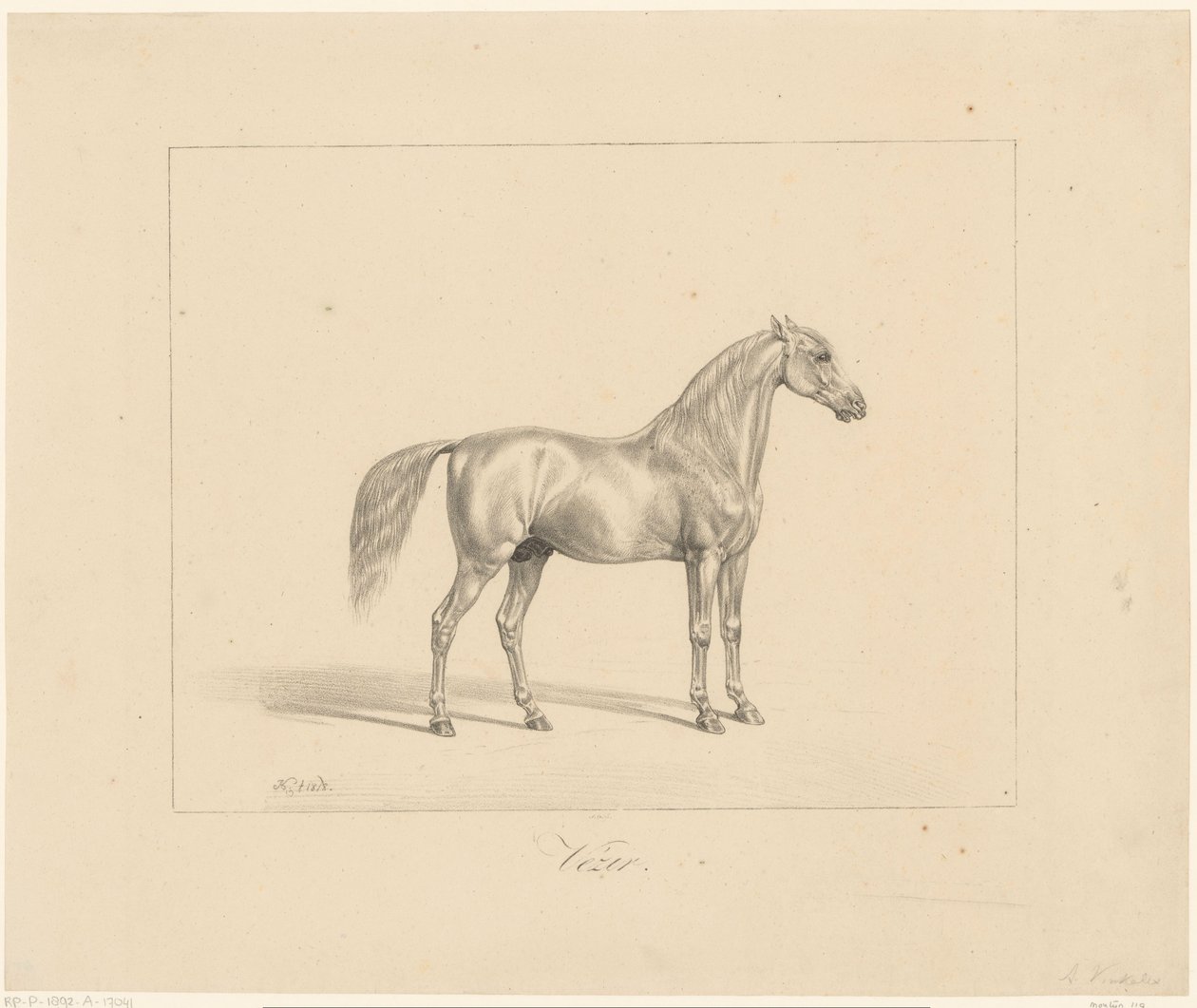Étalon arabe - Abraham Vinkeles