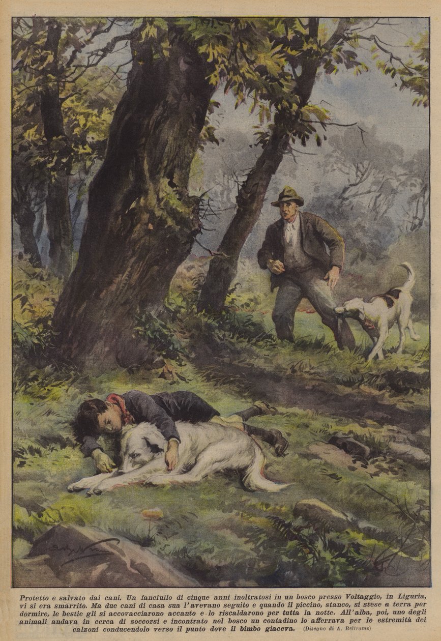 Protégé et sauvé par les chiens - Achille Beltrame