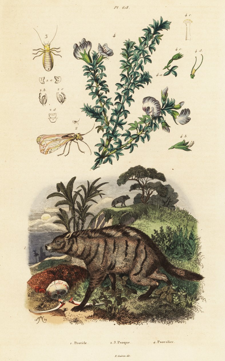 Protèle, pois d