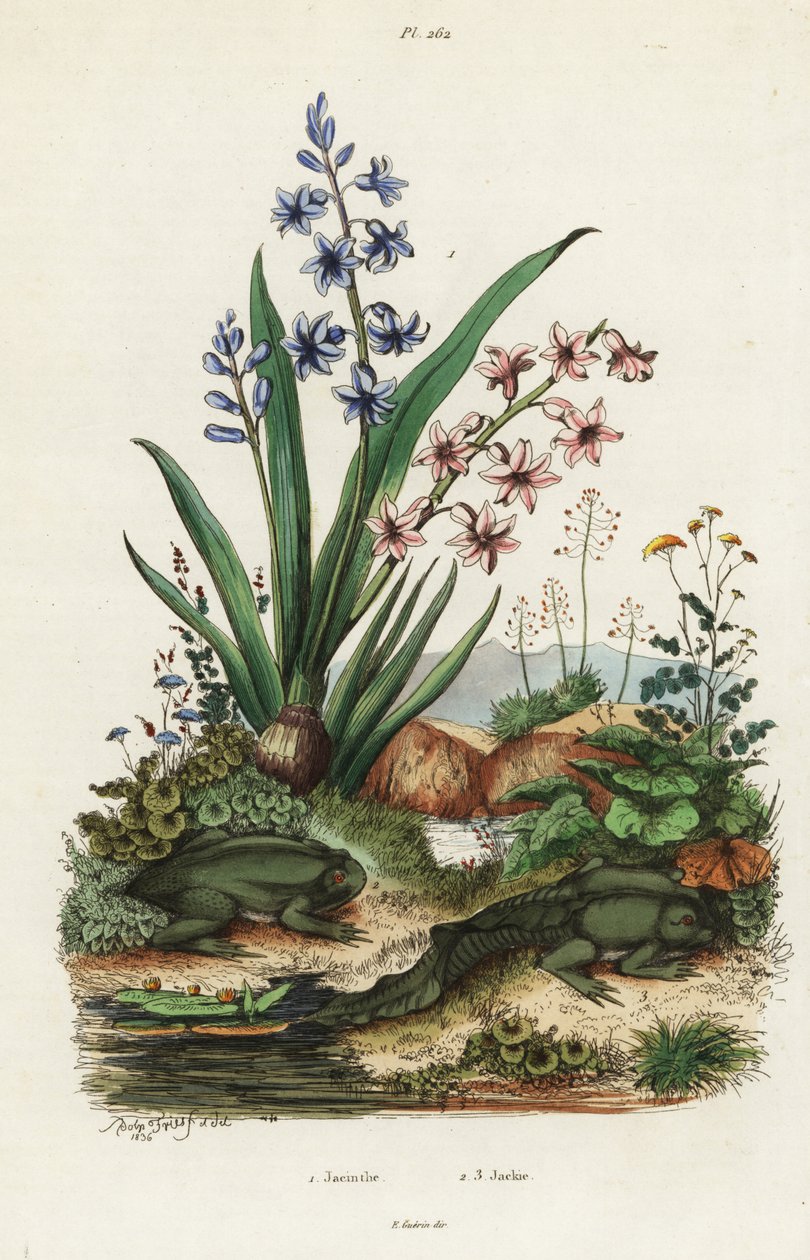 Jacinthe de jardin et grenouille paradoxale - Adolph (after) Fries