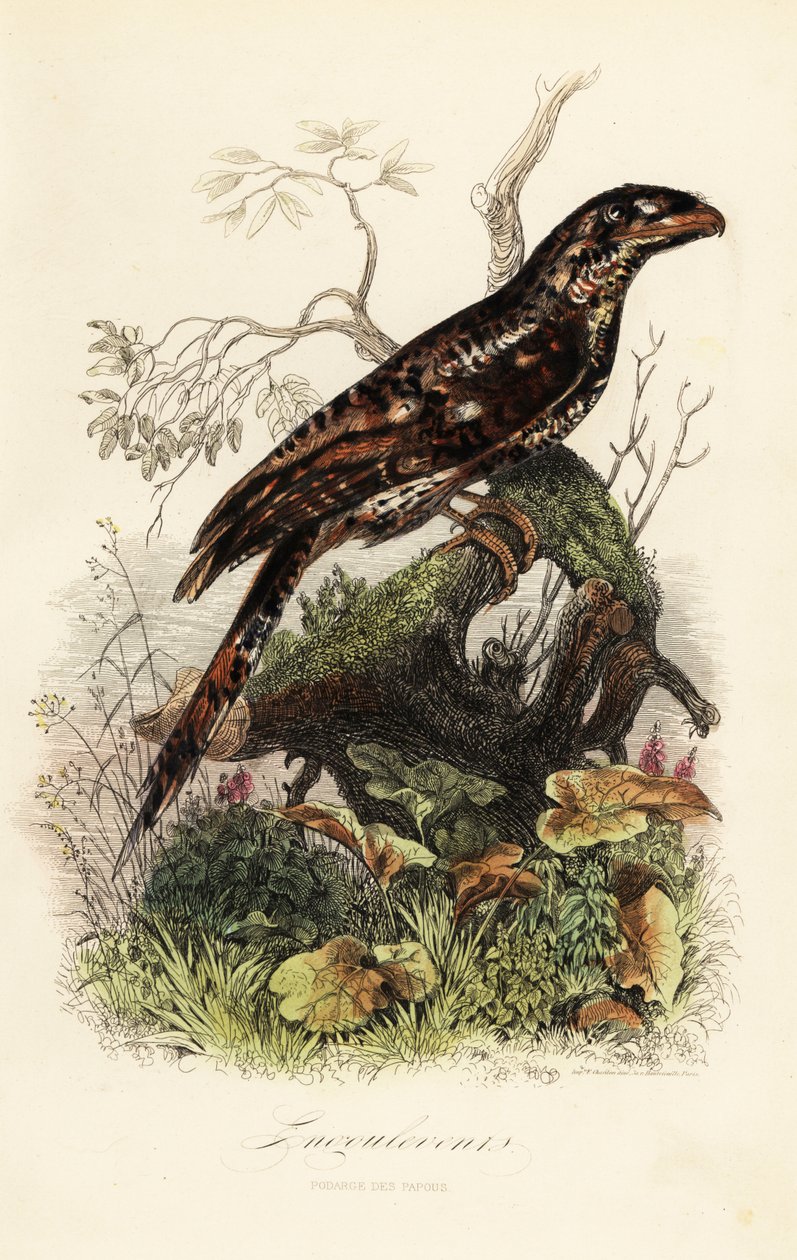 Podarge papou, Podargus papuensis - Adolph (after) Fries