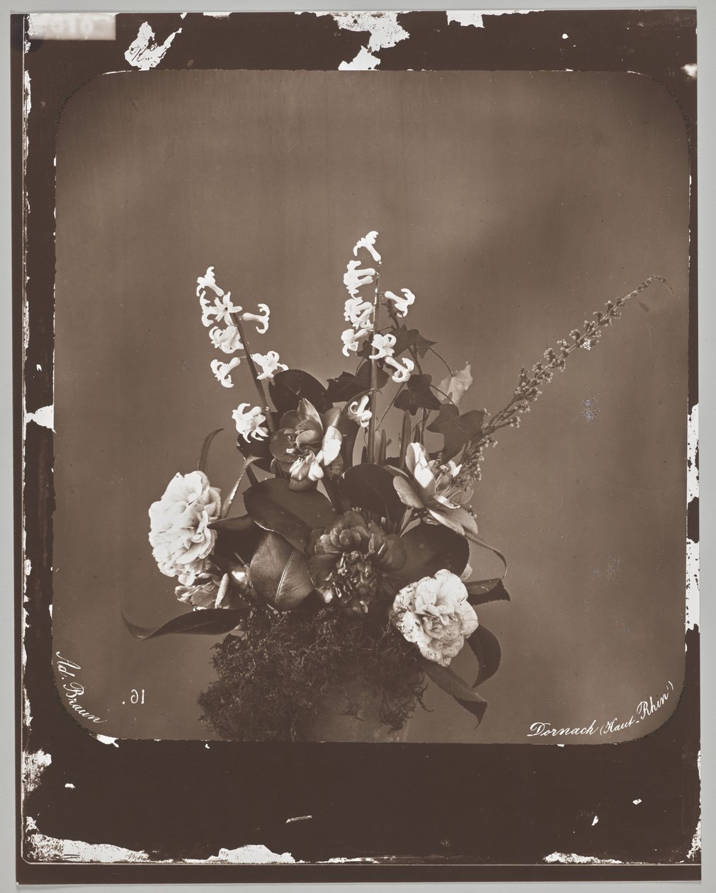 Sans titre (arrangement floral) - Adolphe Braun