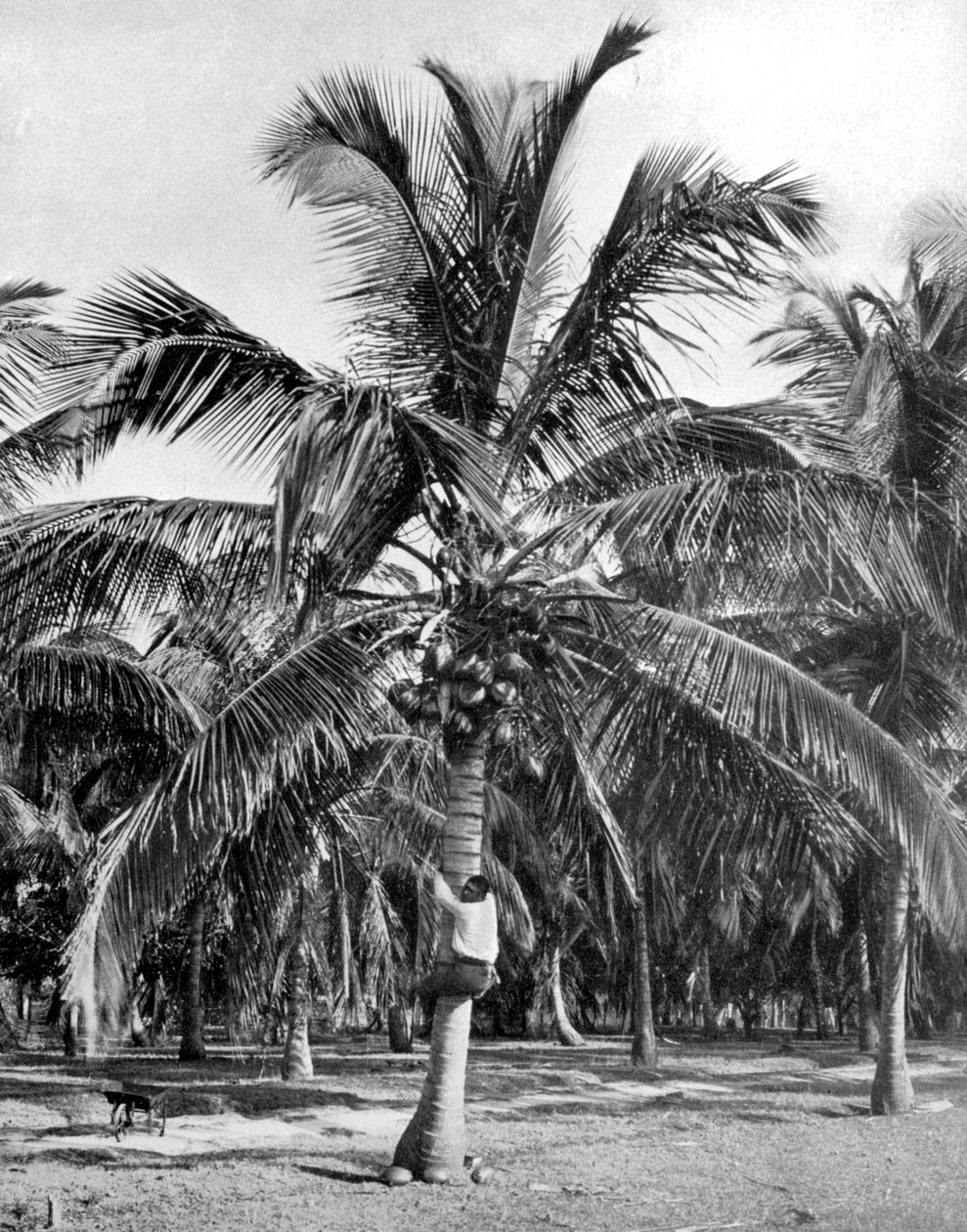 Récolte de noix de coco, Jamaïque - Adolphe Duperly and Son