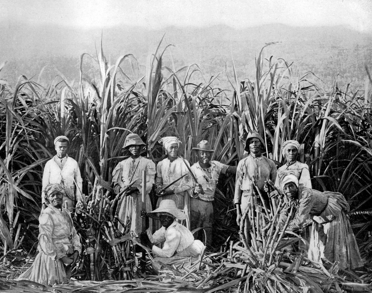 Coupeurs de canne à sucre, Jamaïque - Adolphe Duperly and Son