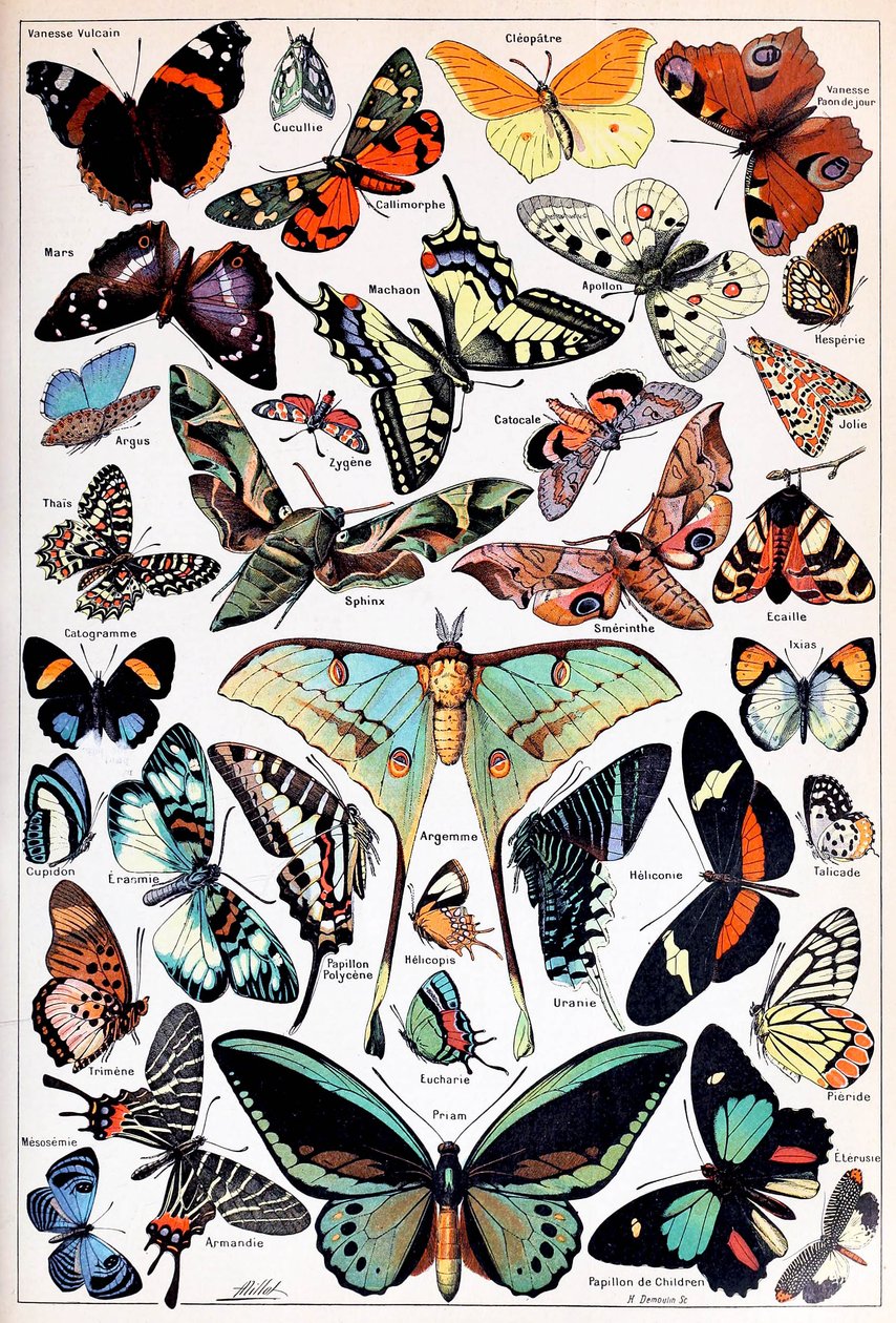 Illustration de papillons et de mites vers 1923 - Adolphe Philippe Millot