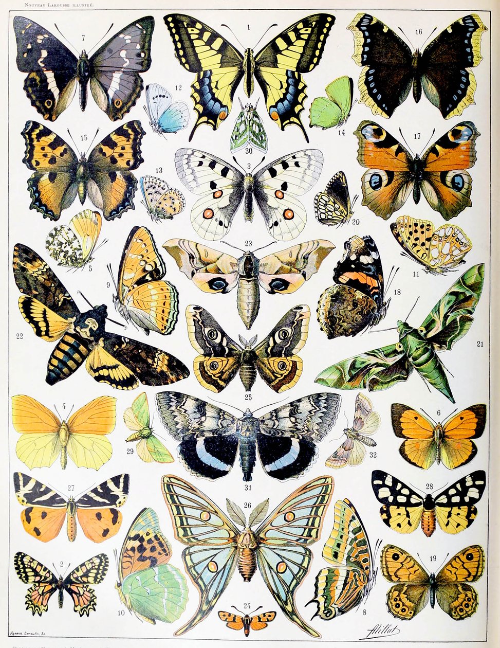 Illustration de papillons et de mites vers 1923 - Adolphe Philippe Millot