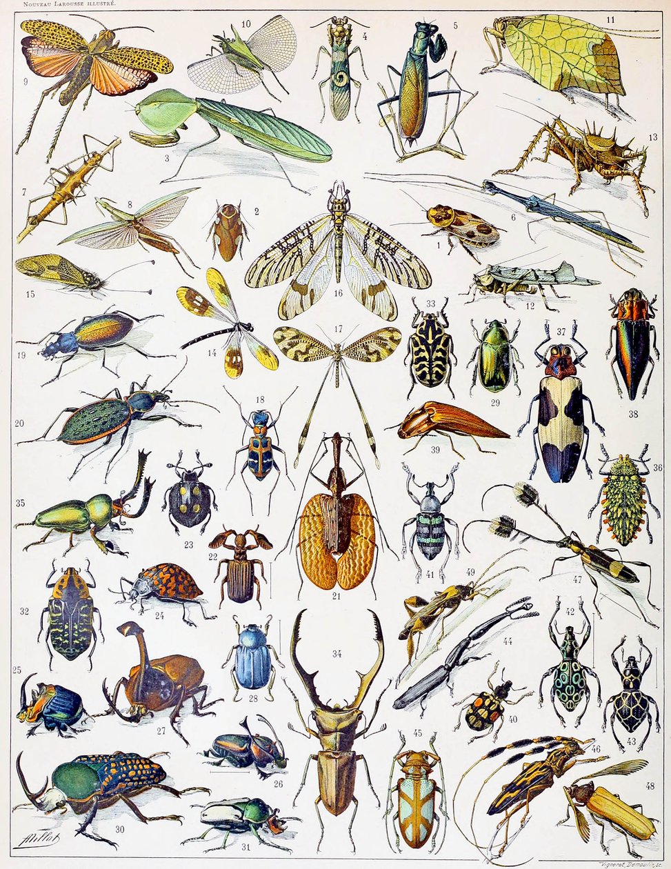 Illustration d