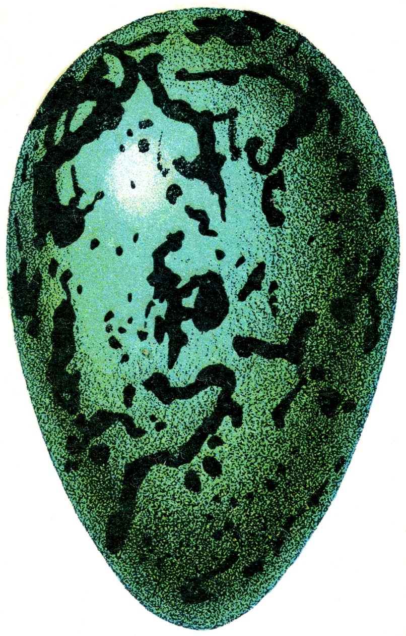 Œuf de macareux, 1923 - Adolphe Philippe Millot