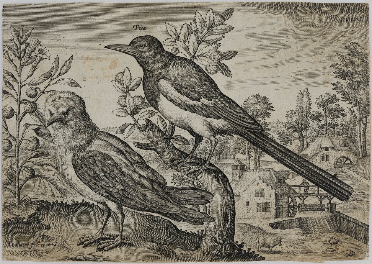 Gravure de maître ancien - Adriaen Collaert