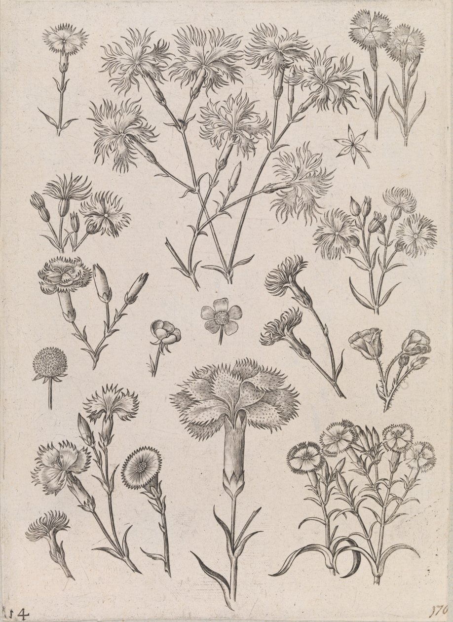 Jonquilles - Adriaen Collaert