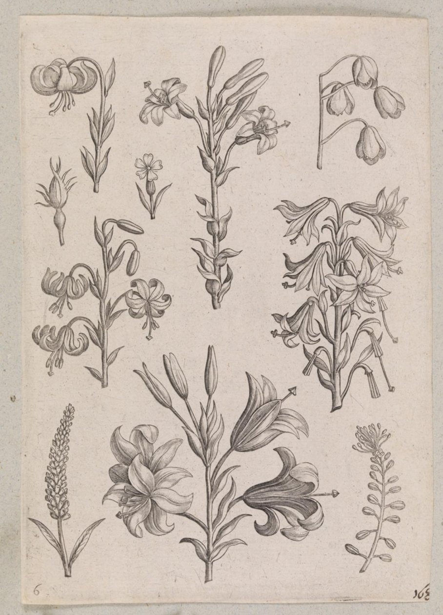 Lys - Adriaen Collaert