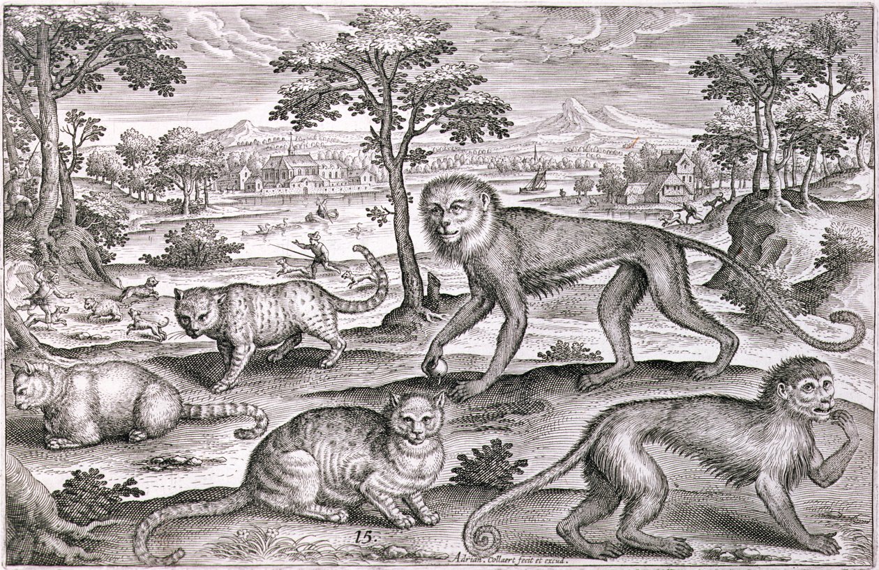 Trois chats et deux singes - Adriaen Collaert