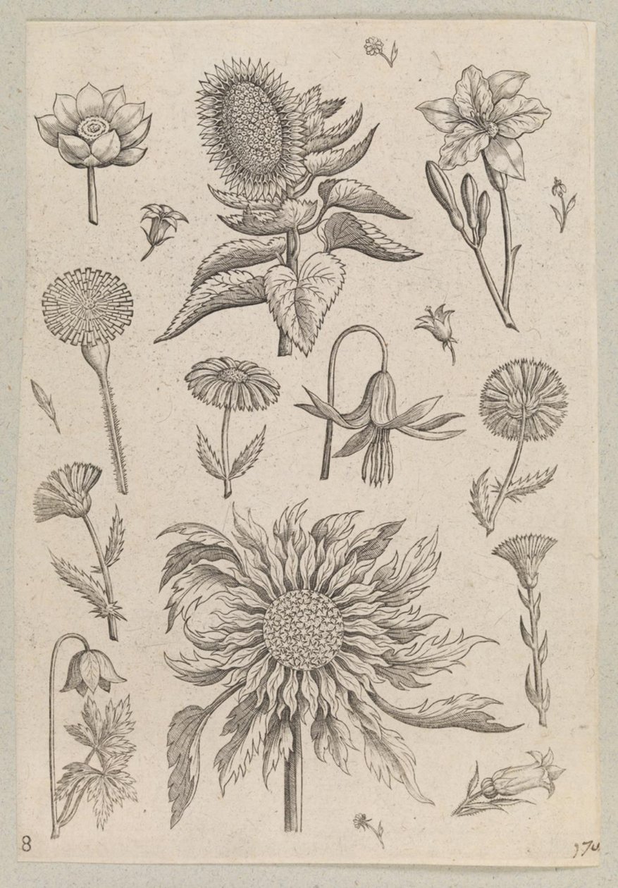 Deux tournesols - Adriaen Collaert