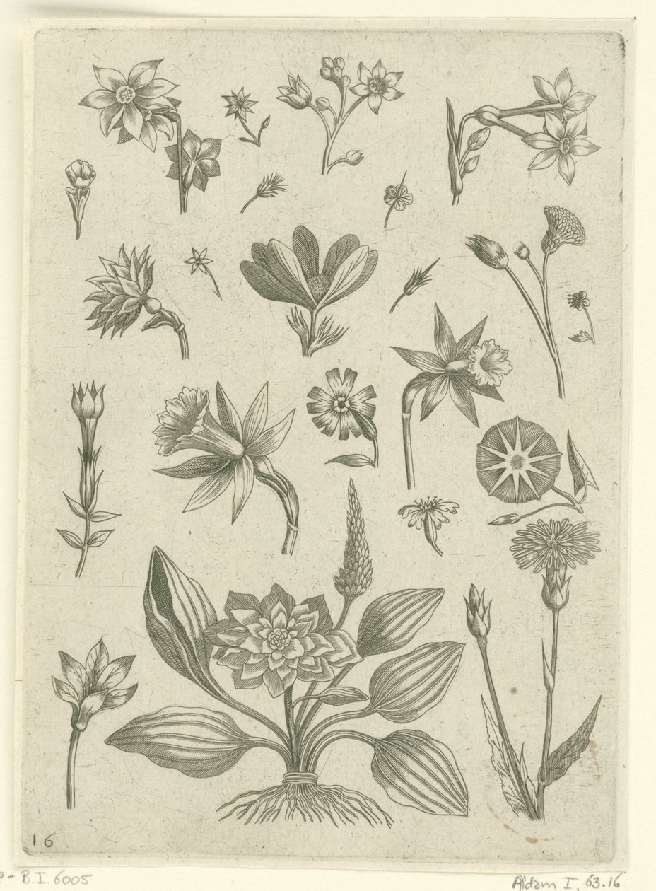 Différentes fleurs, y compris des jonquilles trompettes - Adriaen Collaert