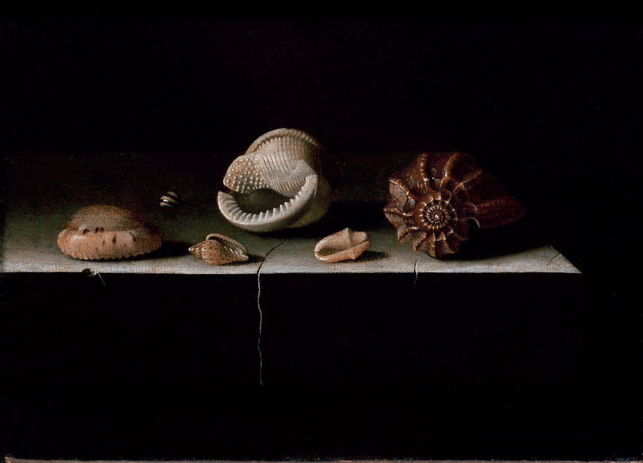 Six coquillages sur une étagère en pierre, 1696 - Adrian Coorte