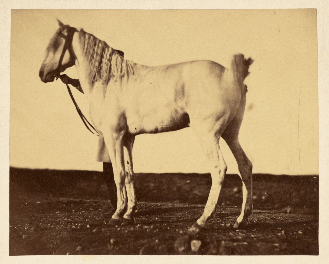 [Cheval] - Adrien Alban Tournachon