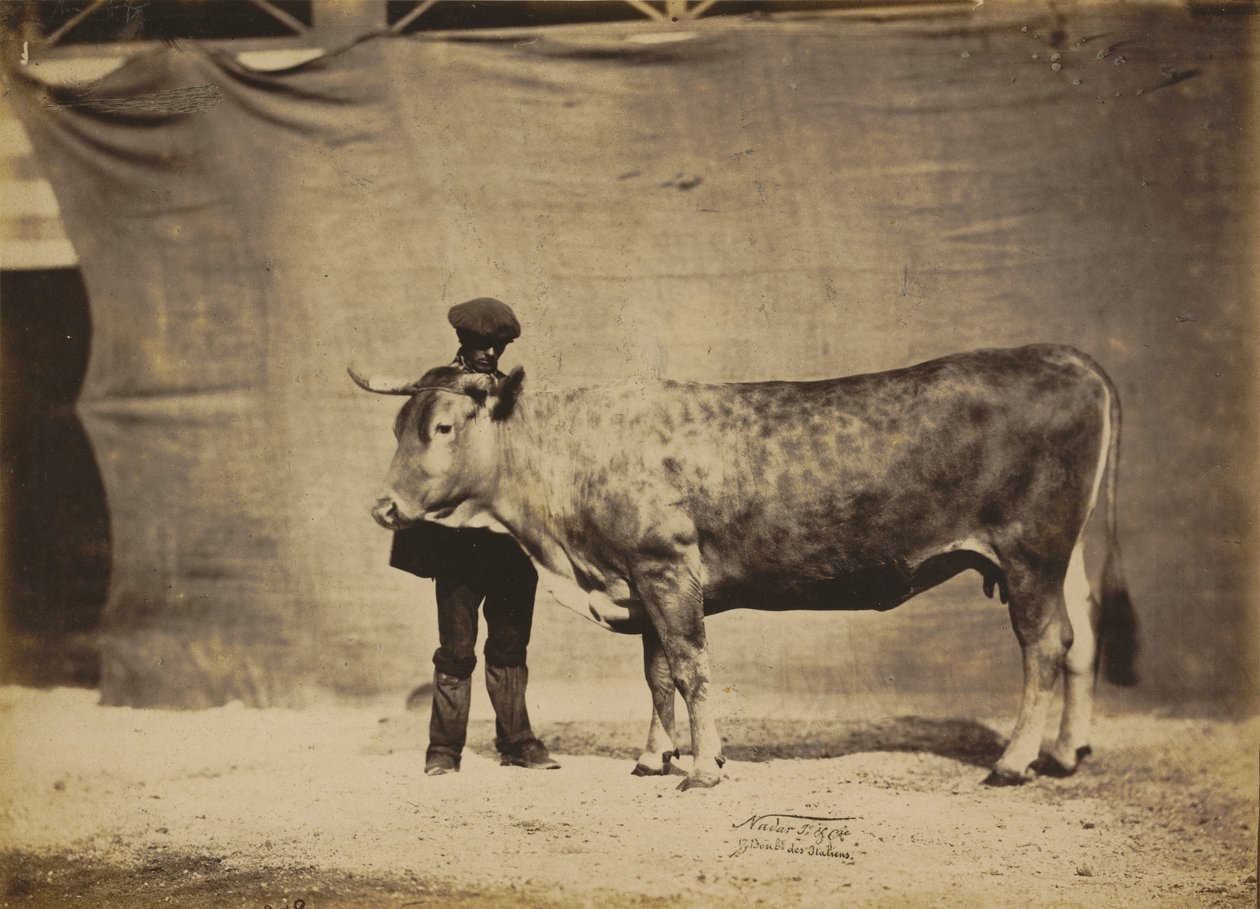 Vache Garonnaise, âgée de 5 à 6 ans - Adrien Tournachon