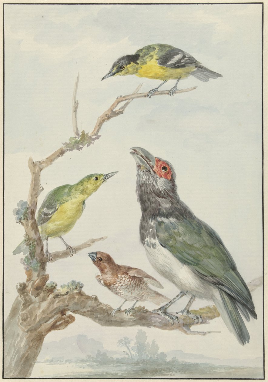 Quatre oiseaux différents sur une branche - Aert Schouman
