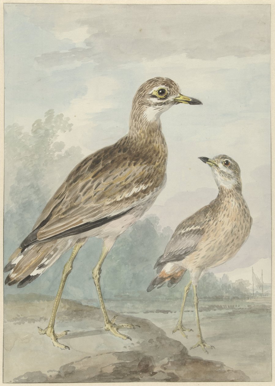 Deux outardes - Aert Schouman