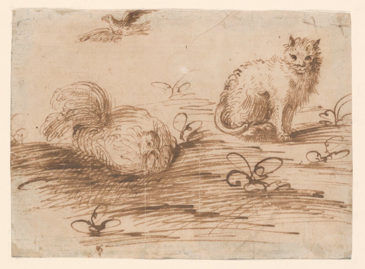 Un chat et une poule couveuse - Agostino Carracci