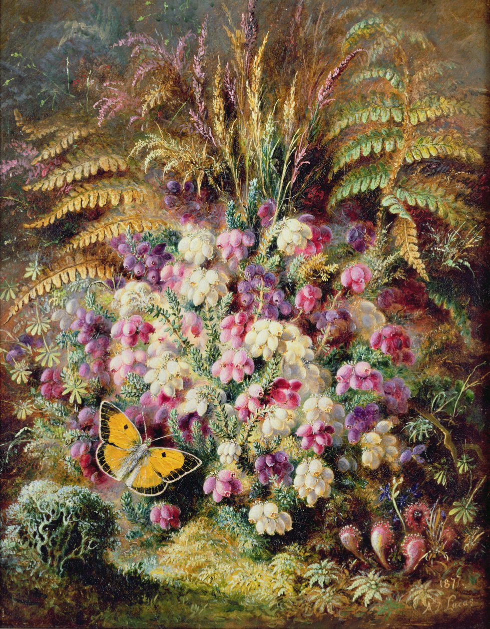 Bruyère cloche, 1877 - Albert Durer Lucas