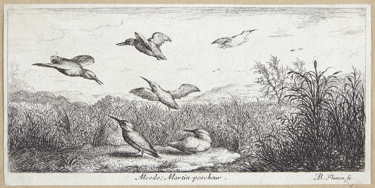 Le martin-pêcheur (Alcedo) - Albert Flamen