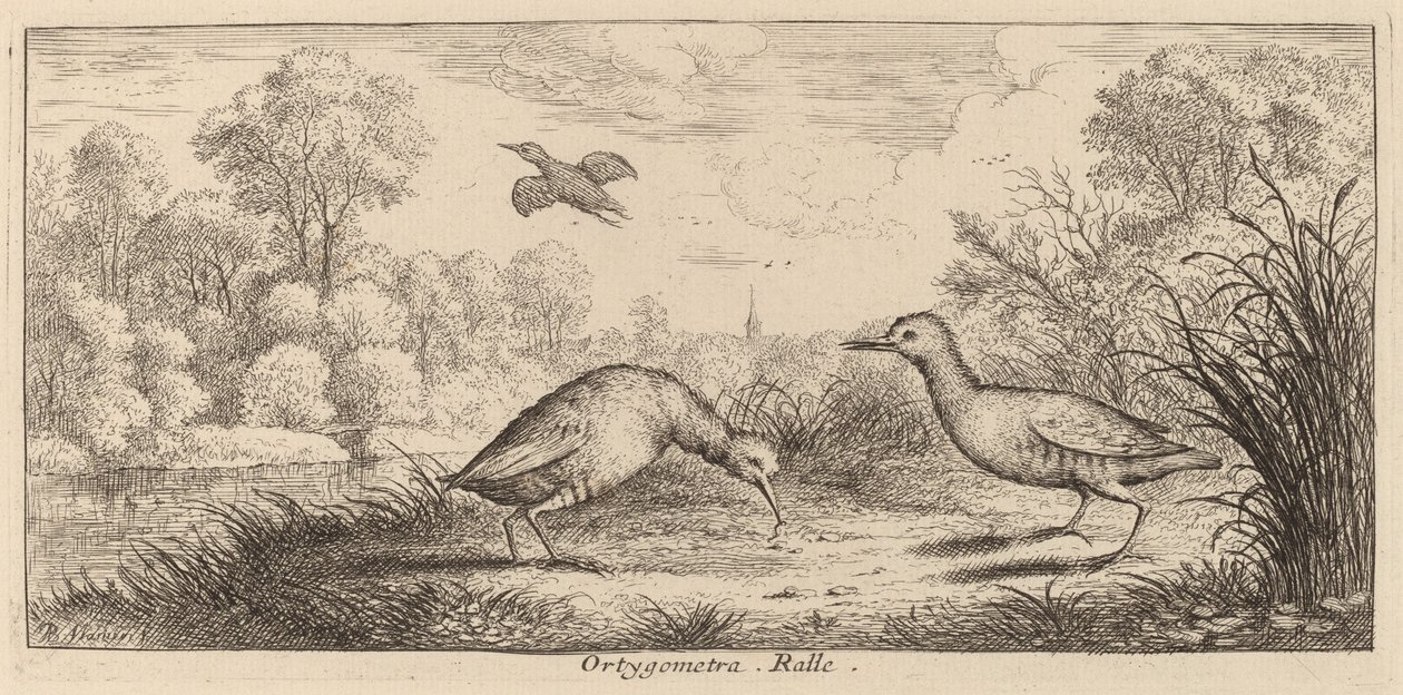 Ortygometra, le râle - Albert Flamen