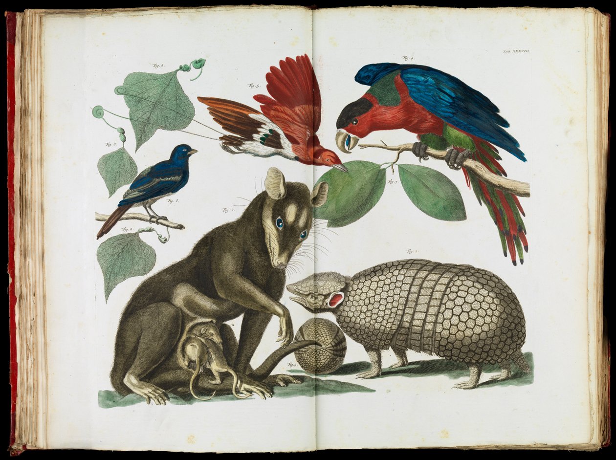 Opossum de Moluques, Didelphis molucca et Tatou, Tolypeutes matacus - Albertus Seba