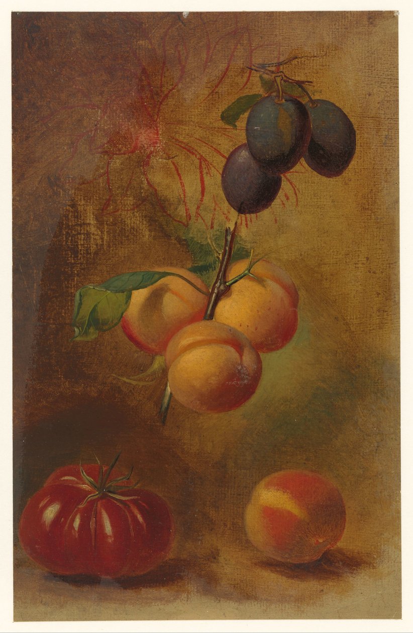 Nature morte avec prunes, abricots et tomate - Albertus Steenbergen