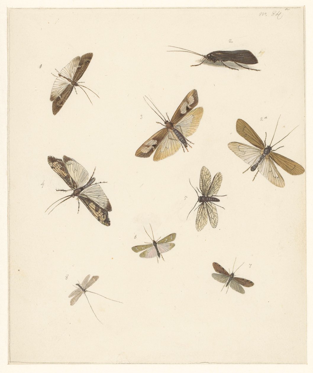 Feuille d