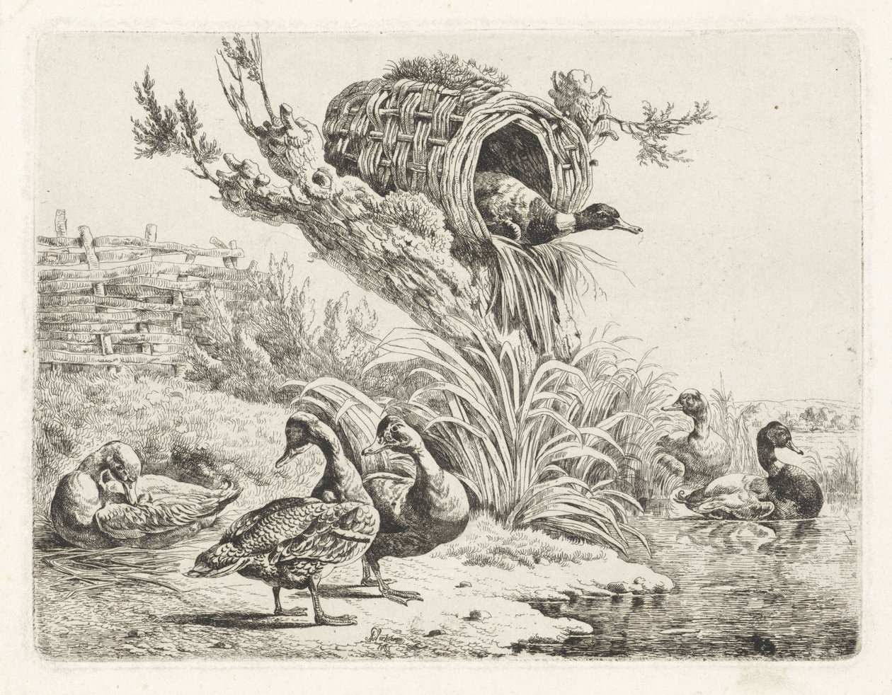 Canards au bord de l