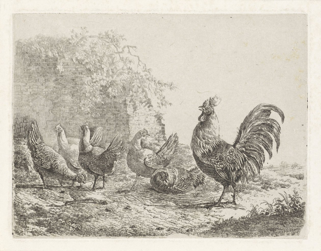 Coq avec cinq poules - Albertus Verhoesen