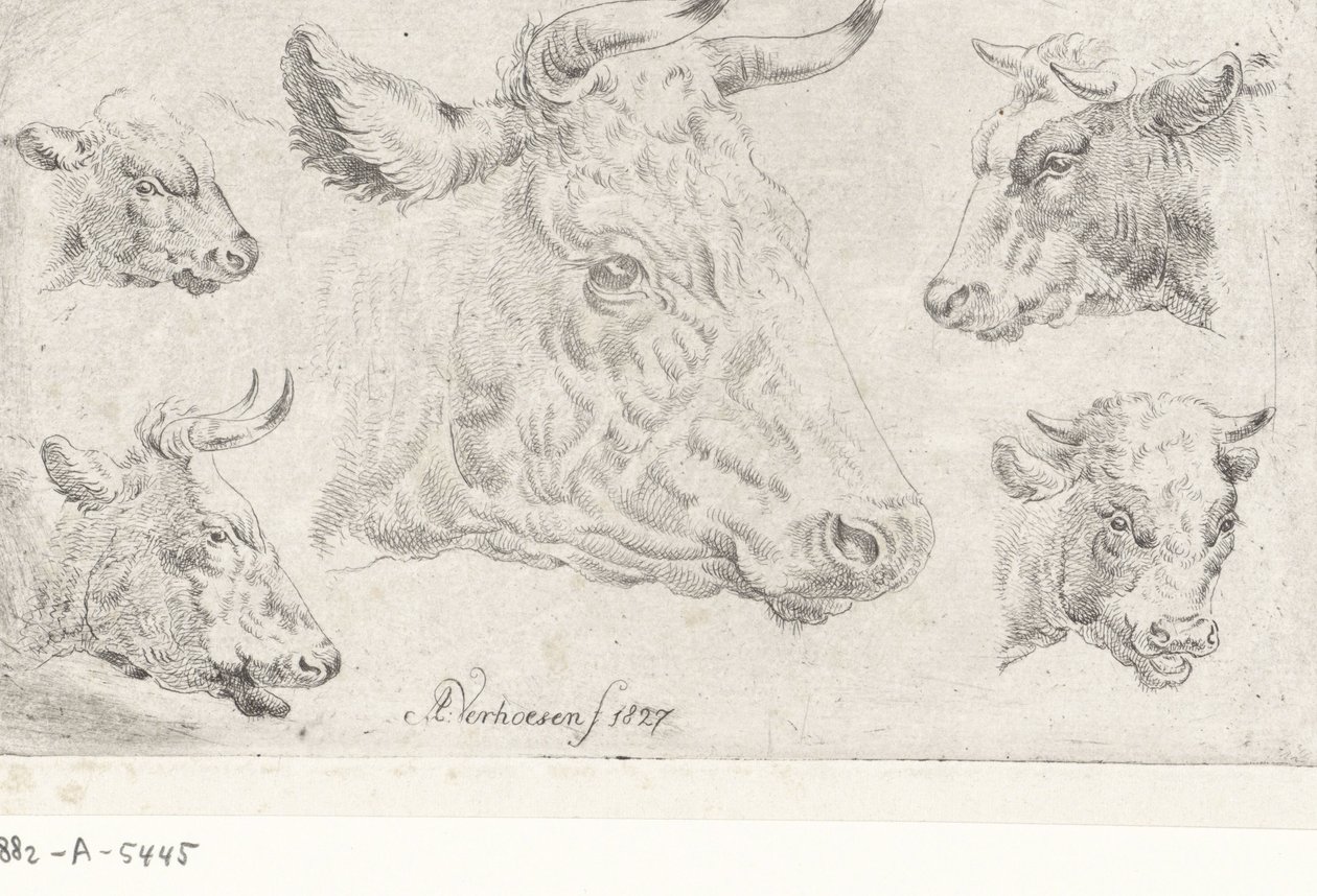 Cinq têtes de vaches - Albertus Verhoesen