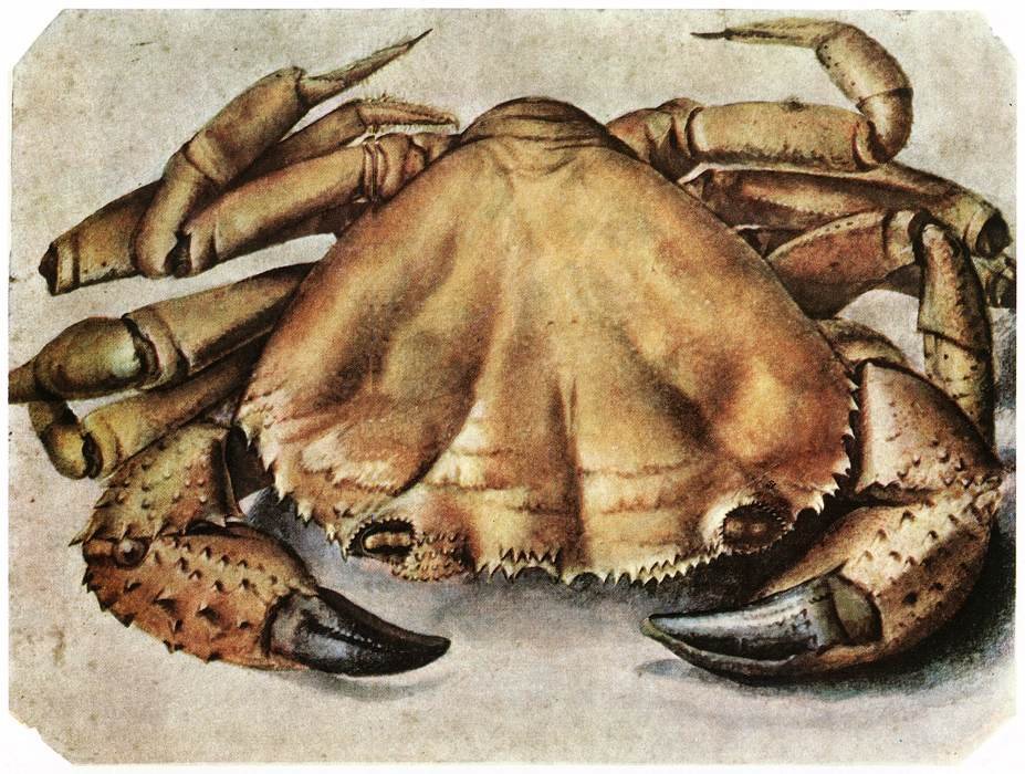 Crabe - Albrecht Dürer
