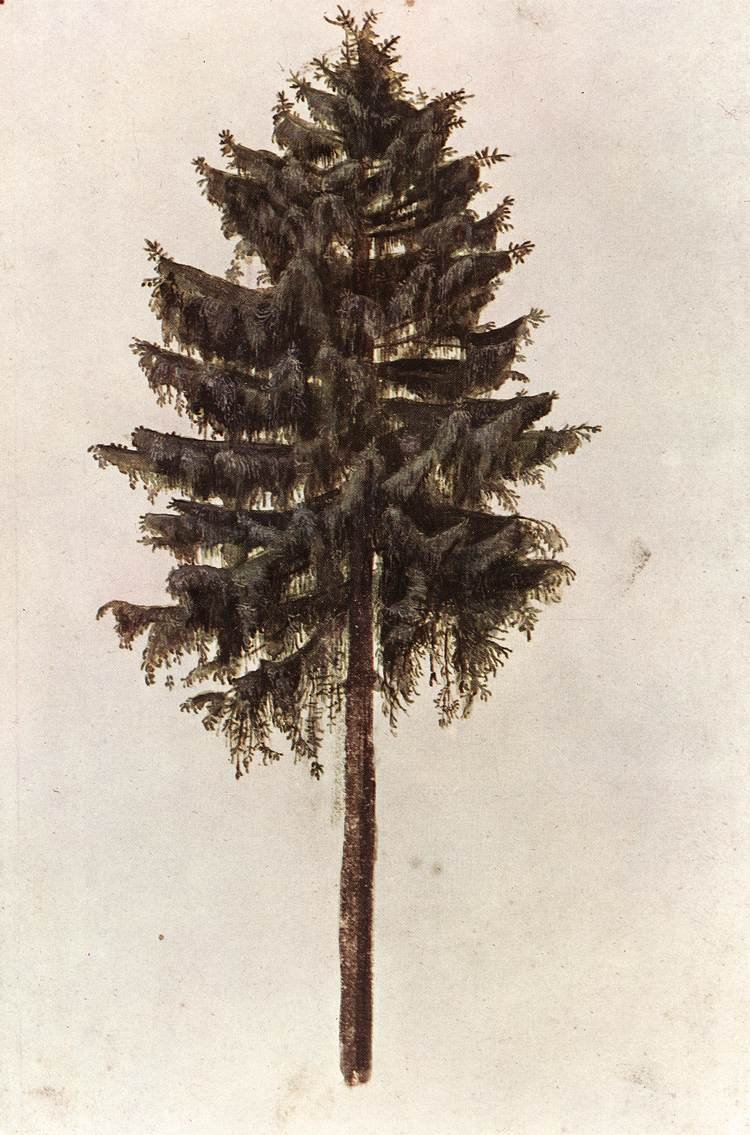 Épicéa commun - Albrecht Dürer