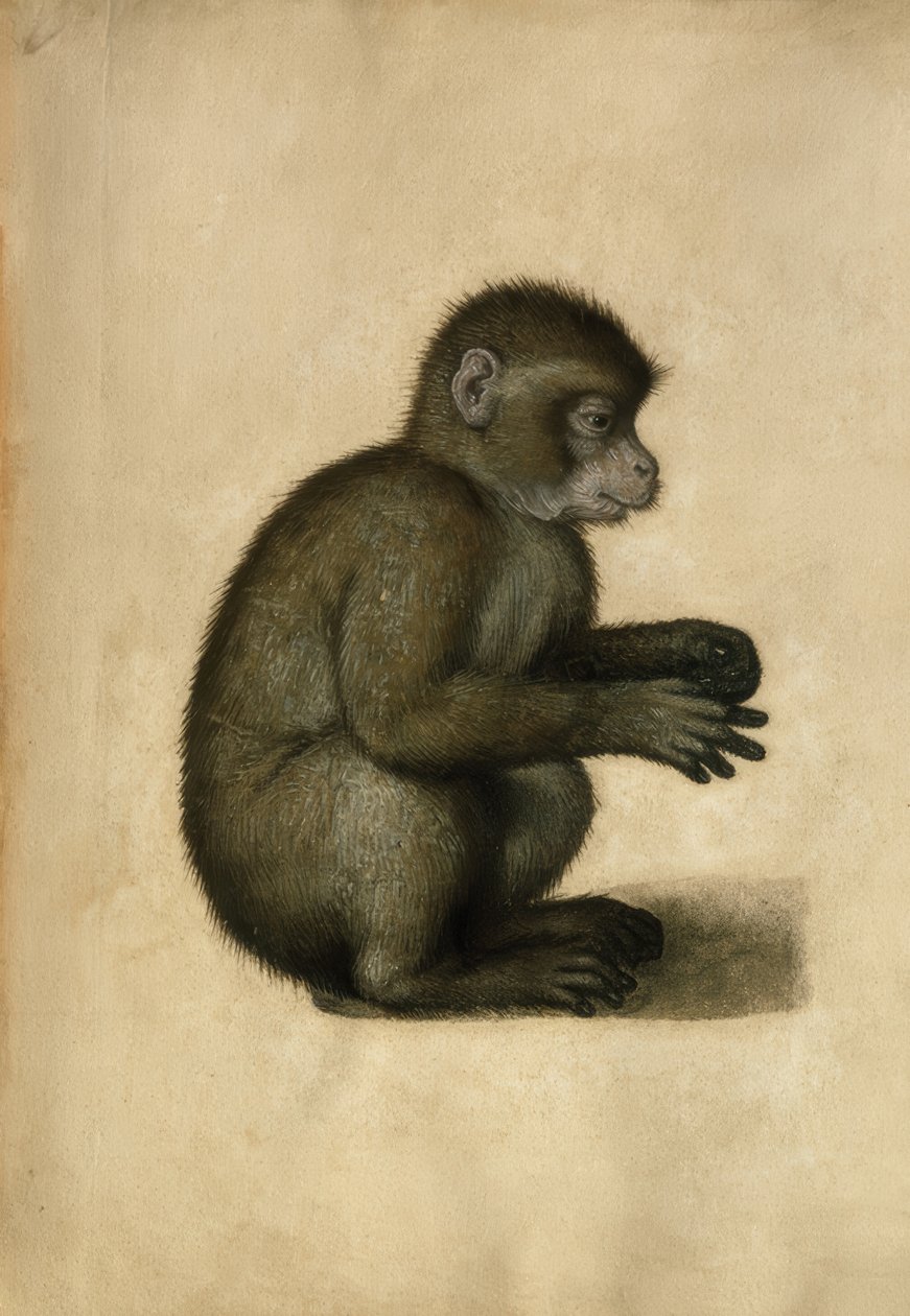 Singe - Albrecht Dürer