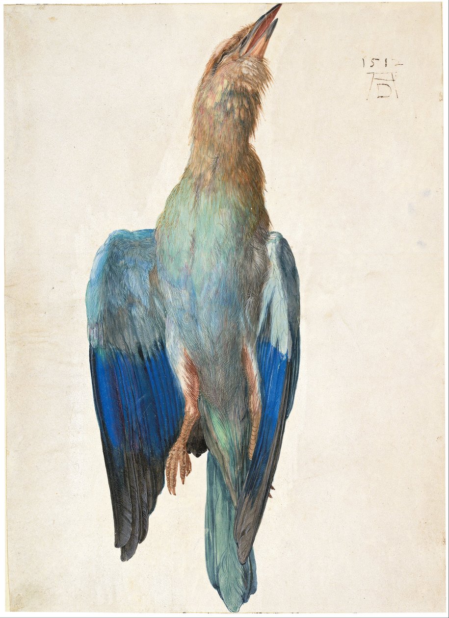 Allemand autrichien : Tote Blauracke Dead Bluebird - Albrecht Dürer