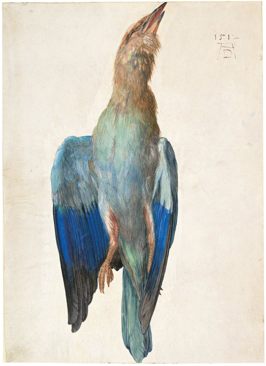Rollier Mort, 1500 ou 1512 - Albrecht Dürer
