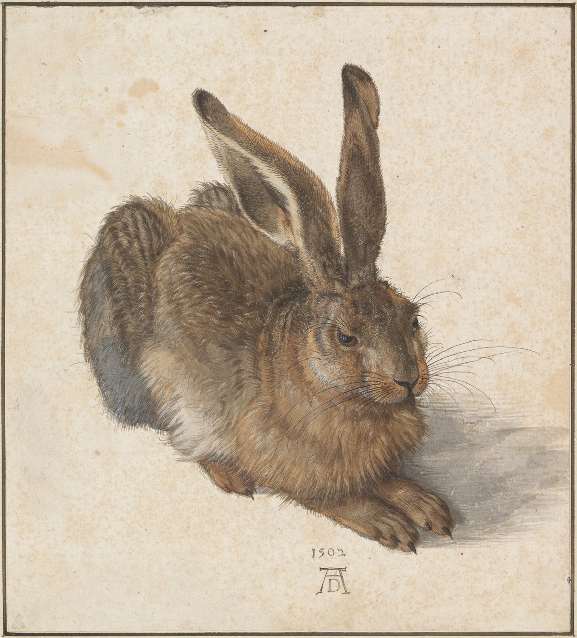 Hase, 1502 - Albrecht Dürer