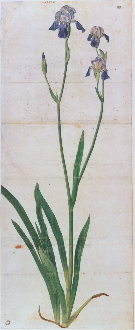Iris germanica - Albrecht Dürer
