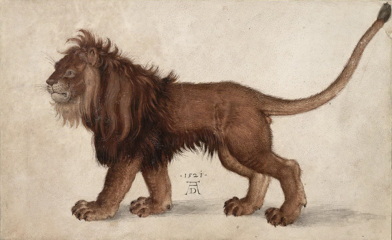 Lion, 1521 - Albrecht Dürer