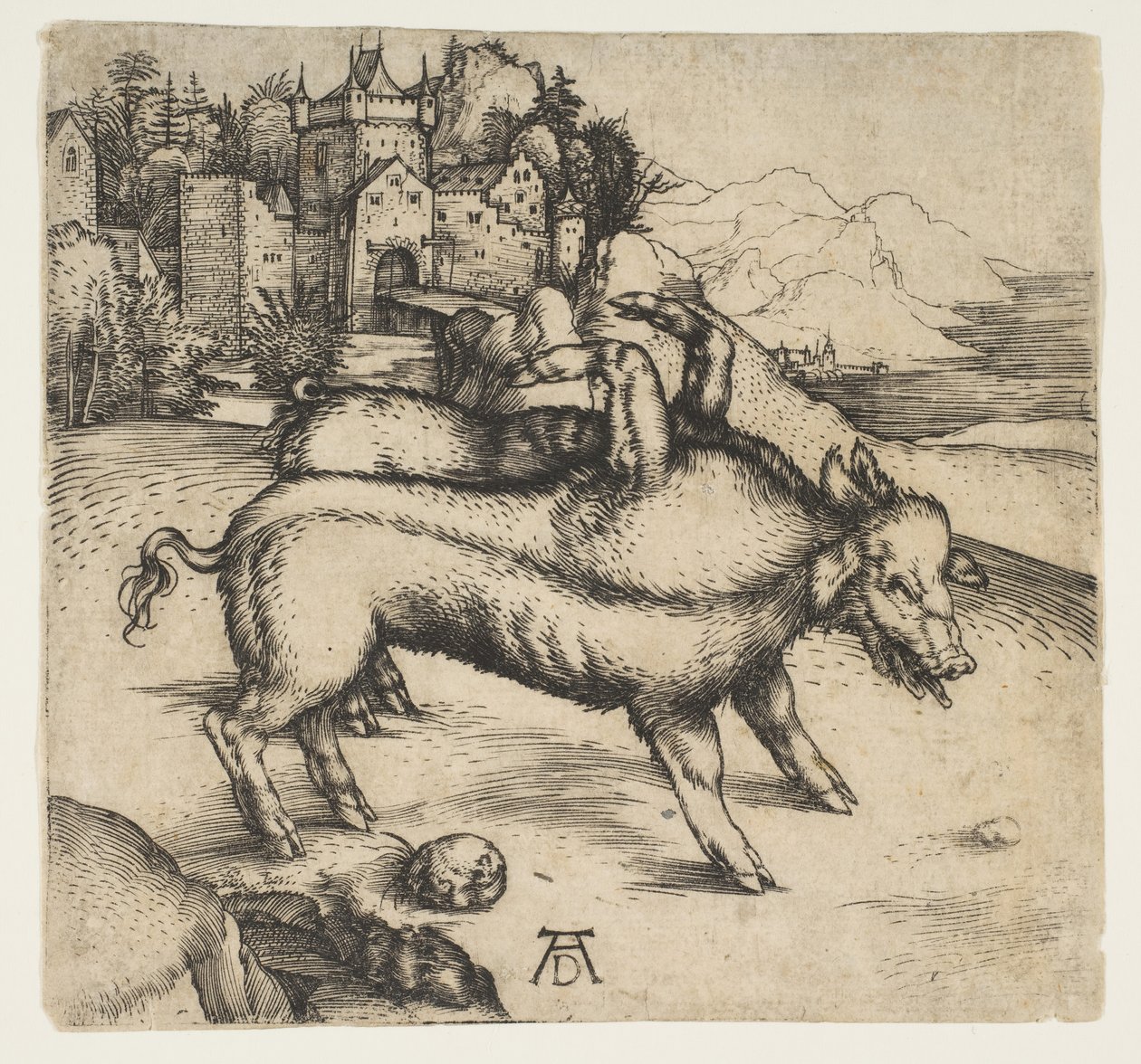 Le Cochon monstrueux de Landser, vers 1496 - Albrecht Dürer