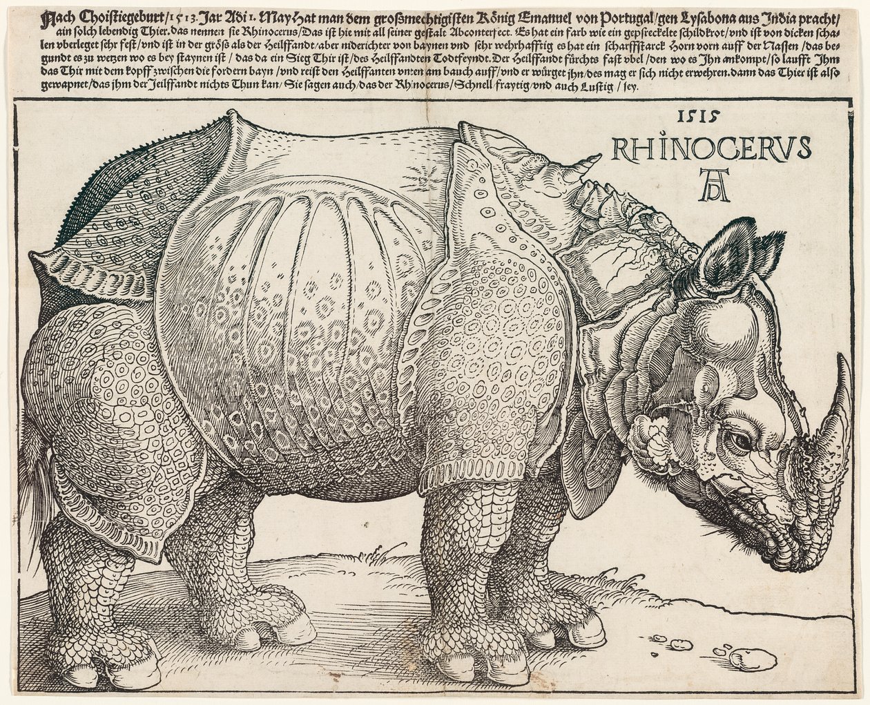 Le rhinocéros - Albrecht Dürer