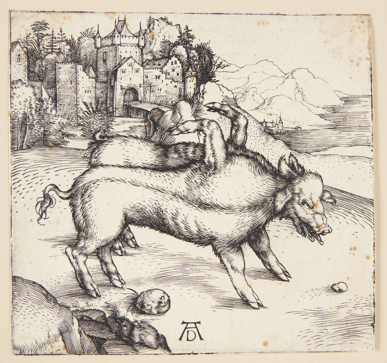 La truie monstrueuse de Landser - Albrecht Dürer