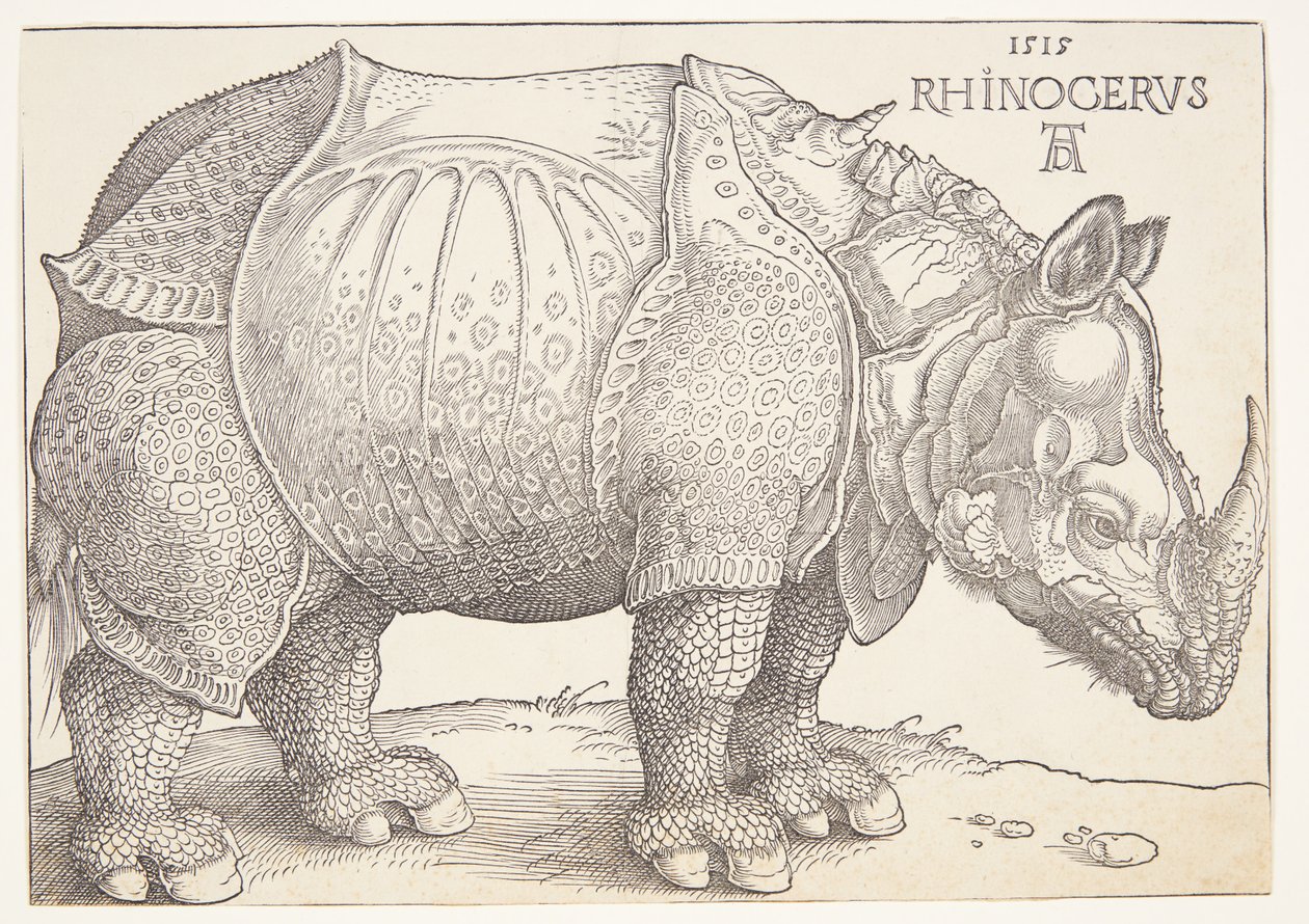 Le rhinocéros - Albrecht Dürer
