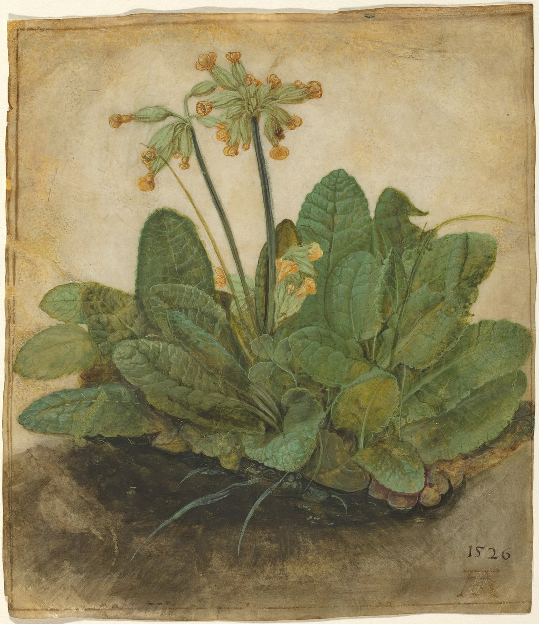 Touffe de primevères - Albrecht Dürer